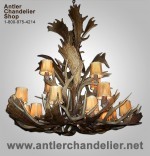 Real Antler Fallow / Mule Deer Chandelier FALMDCASC
