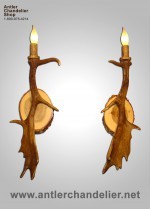 Real Antler Fallow Sconce